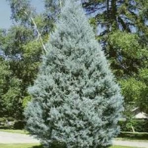   خرید گل و گیاه عمده|فروش گل و گیاه عمده تهران