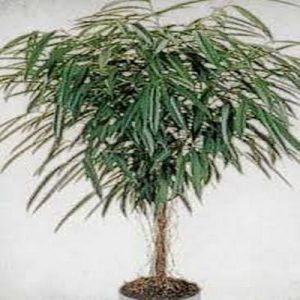   خرید گل و گیاه عمده|فروش گل و گیاه عمده تهران