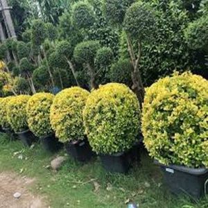   خرید گل و گیاه عمده|فروش گل و گیاه عمده تهران