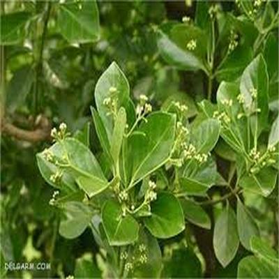 گل و گیاه خرید گل و گیاه عمده|فروش گل و گیاه عمده تهران