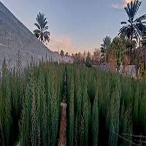   خرید گل و گیاه عمده|فروش گل و گیاه عمده تهران