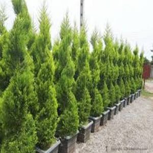   خرید گل و گیاه عمده|فروش گل و گیاه عمده تهران