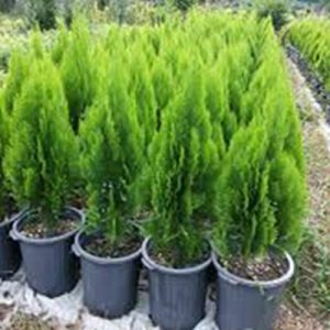   خرید گل و گیاه عمده|فروش گل و گیاه عمده تهران