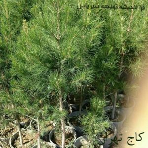   خرید گل و گیاه عمده|فروش گل و گیاه عمده تهران