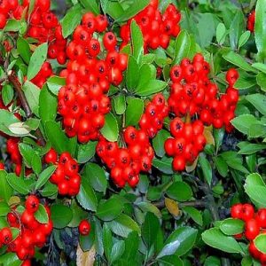   خرید گل و گیاه عمده|فروش گل و گیاه عمده تهران