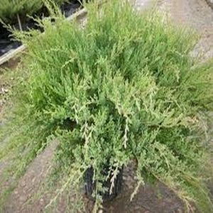   خرید گل و گیاه عمده|فروش گل و گیاه عمده تهران