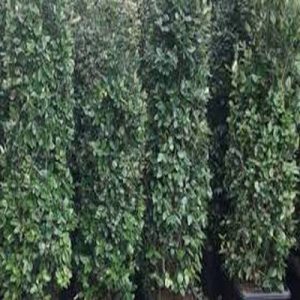   خرید گل و گیاه عمده|فروش گل و گیاه عمده تهران