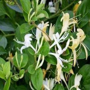   خرید گل و گیاه عمده|فروش گل و گیاه عمده تهران