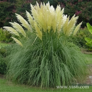   خرید گل و گیاه عمده|فروش گل و گیاه عمده تهران