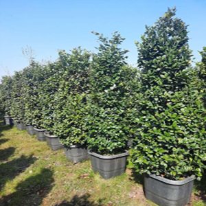   خرید گل و گیاه عمده|فروش گل و گیاه عمده تهران