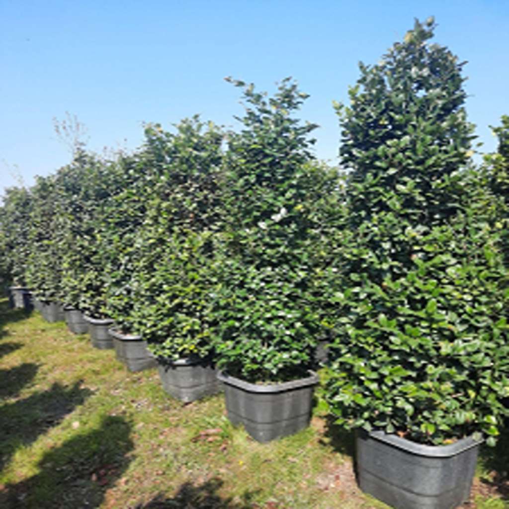 گل و گیاه خرید گل و گیاه عمده|فروش گل و گیاه عمده تهران