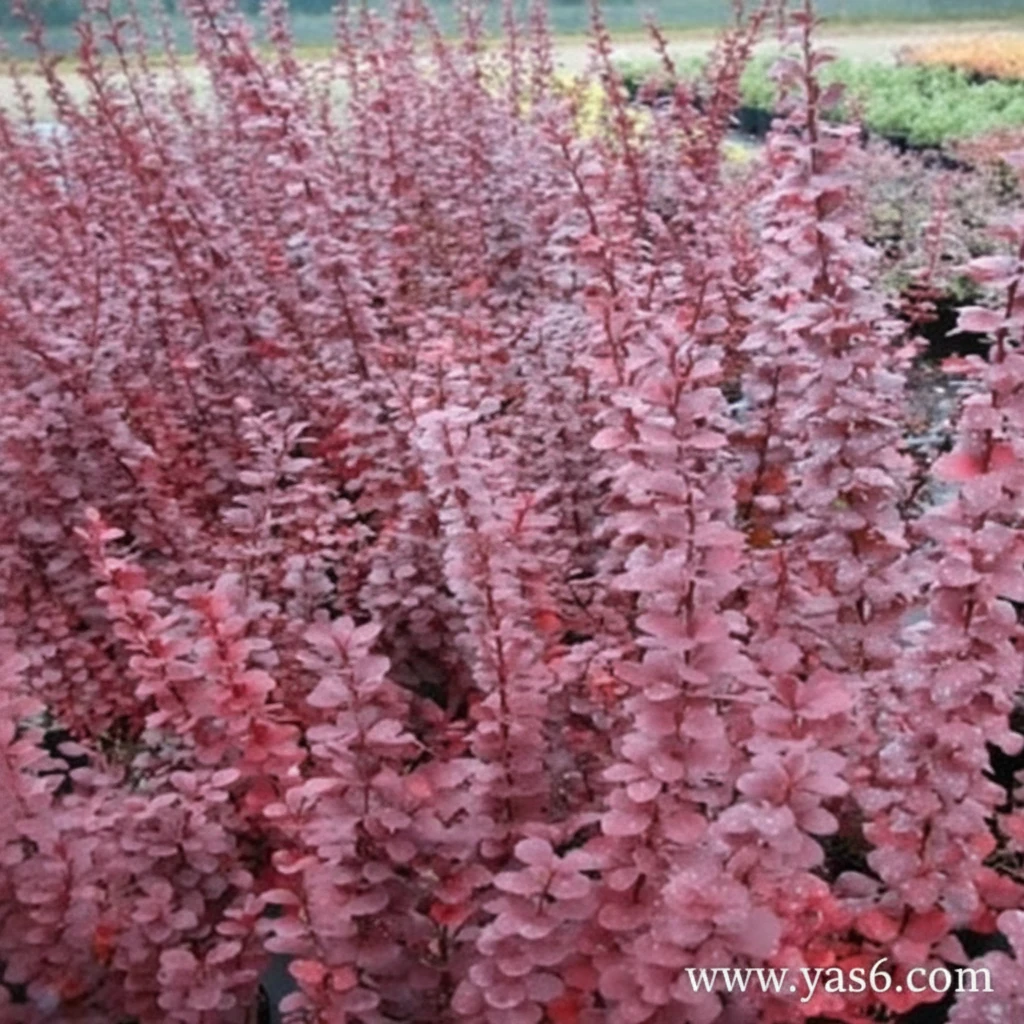 گل و گیاه خرید گل و گیاه عمده|فروش گل و گیاه عمده تهران