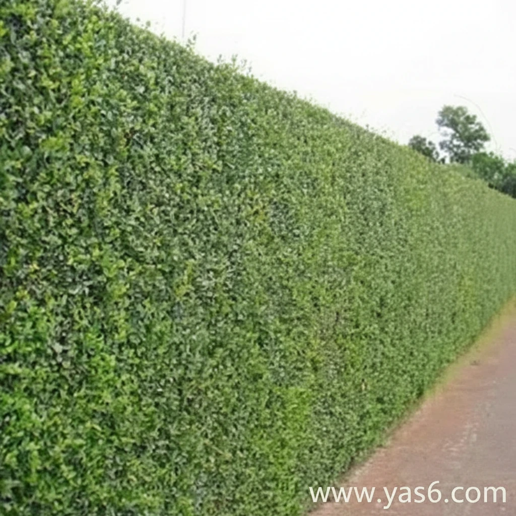 گل و گیاه خرید گل و گیاه عمده|فروش گل و گیاه عمده تهران