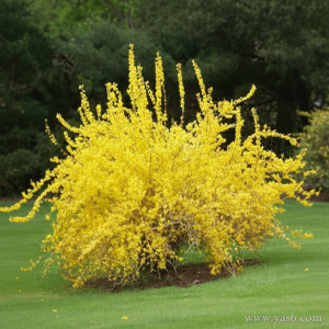   خرید گل و گیاه عمده|فروش گل و گیاه عمده تهران