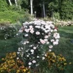 فروش عمده گل و گیاه در تهران و کرج | مجتمع تولیدی یاس صفحه اصلی خرید گل و گیاه عمده|فروش گل و گیاه عمده تهران