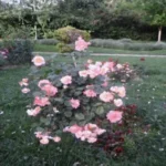 فروش عمده گل و گیاه در تهران و کرج | مجتمع تولیدی یاس صفحه اصلی خرید گل و گیاه عمده|فروش گل و گیاه عمده تهران