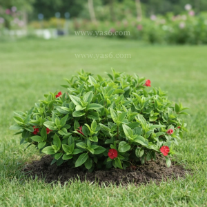   خرید گل و گیاه عمده|فروش گل و گیاه عمده تهران