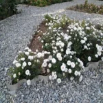 فروش عمده گل و گیاه در تهران و کرج | مجتمع تولیدی یاس صفحه اصلی خرید گل و گیاه عمده|فروش گل و گیاه عمده تهران