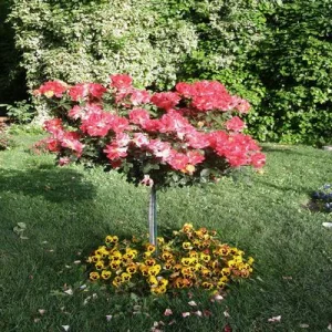 فروش عمده گل و گیاه در تهران و کرج | مجتمع تولیدی یاس صفحه اصلی خرید گل و گیاه عمده|فروش گل و گیاه عمده تهران