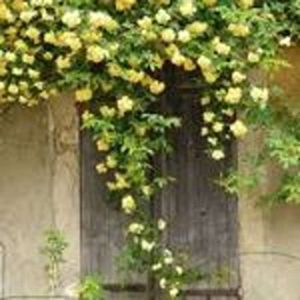   خرید گل و گیاه عمده|فروش گل و گیاه عمده تهران