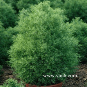 فروش عمده گل و گیاه در تهران و کرج | مجتمع تولیدی یاس صفحه اصلی خرید گل و گیاه عمده|فروش گل و گیاه عمده تهران