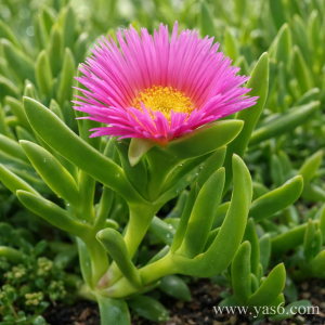   خرید گل و گیاه عمده|فروش گل و گیاه عمده تهران