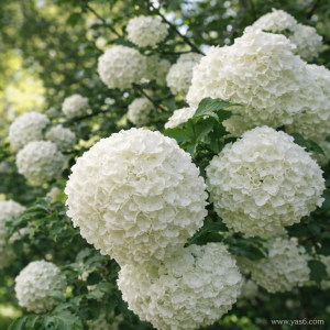   خرید گل و گیاه عمده|فروش گل و گیاه عمده تهران